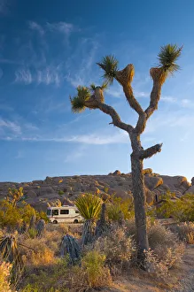 Images Dated 27th July 2009: USA, California, Joshua Tree National Park