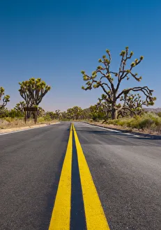 Images Dated 27th July 2009: USA, California, Joshua Tree National Park