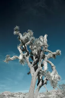 Images Dated 19th May 2009: USA, California, Joshua Tree National Park, Joshua Tree, yucca brevifolia, in Hidden