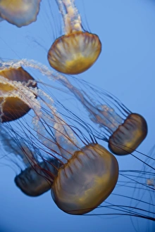 USA, California, Monterey Bay Acquarium, Pacific Sea Nettle Jellyfish