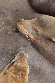 Images Dated 27th July 2009: USA, California, Morro Bay, Sea Lions