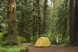 USA, California, North Coast, Humboldt County, Prairie Creek Redwoods State Park MR