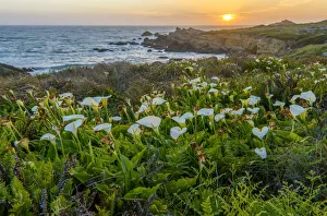 Images Dated 25th May 2021: USA, California, North Coast, Sonoma County, Salt Point State Park