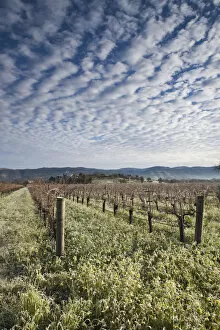 USA, California, Northern California, Napa Valley Wine Country, Napa, vineyards in winter