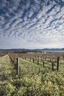USA, California, Northern California, Napa Valley Wine Country, Napa, vineyards in winter USA, California, Northern California, Napa Valley Wine Country, Napa, vineyards in winter