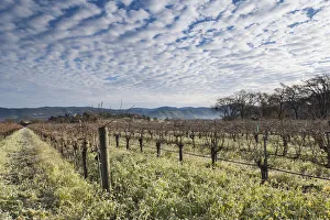 USA, California, Northern California, Napa Valley Wine Country, Napa, vineyards in winter