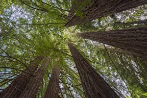 Images Dated 15th March 2017: USA, California, Oakland, Redwood Regional Park, Coast Redwood Trees (Sequoia