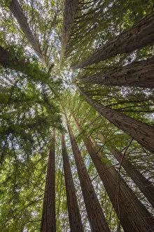 USA, California, Oakland, Redwood Regional Park, Coast Redwood Trees (Sequoia