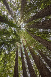 Images Dated 15th March 2017: USA, California, Oakland, Redwood Regional Park, Coast Redwood Trees (Sequoia