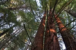 USA, California, Redwood National Park, Redwood Tree Forest