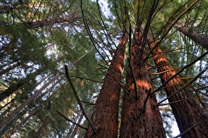 Images Dated 8th October 2008: USA, California, Redwood National Park, Redwood Tree Forest