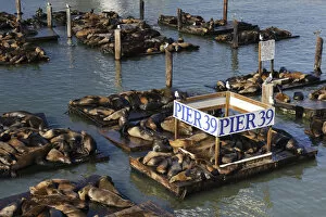 Images Dated 8th June 2009: USA, California, San Francisco, Fishermans Wharf, Pier 39, Sea Lions