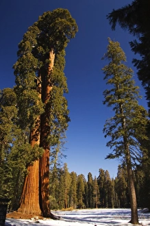 USA, California, Sequoia National Park USA, California, Sequoia National Park