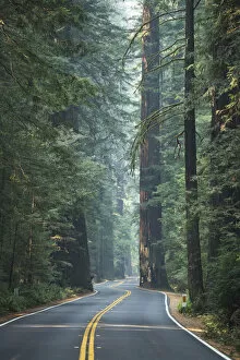 USA, California, West Coast, Avenue of Giants, Road through the forest of Redwoods