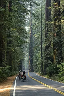 Images Dated 14th July 2015: USA, California, West Coast, Avenue of Giants, Cycling through the forest of Redwoods