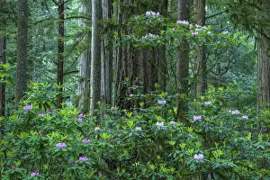 Images Dated 13th June 2022: USA, California, West Coast, Crescent City, Jedediah Smith Redwoods State Park, Rhododendron bloom