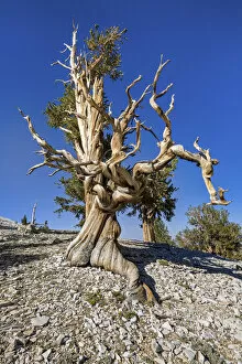 Images Dated 15th November 2021: USA, California, White Mountains, Inyo National Forest, Bristlecone Pines