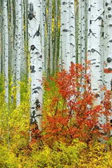 Images Dated 15th November 2016: USA, Colorado, Aspen along McClure Pass in the Colorado Rockies