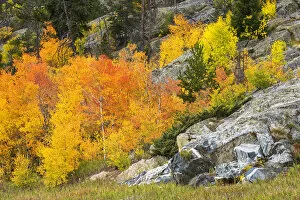 USA, Colorado, Frisco, autumn foliage