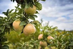 Images Dated 6th November 2018: USA, Colorado, Mesa County, Apple Orchard, Town Of Palisade In The Grand Valley Of