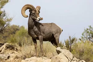 Images Dated 15th November 2016: USA, Colorado, Mesa County, Bighorn Sheep (Ovis canadensis) in the Colorado National