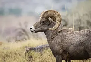 USA, Colorado, Mesa County, Bighorn Sheep (Ovis canadensis) in the Colorado National