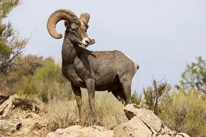Mesa County Prints: USA, Colorado, Mesa County, Bighorn Sheep (Ovis canadensis) in the Colorado National