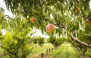 Images Dated 6th November 2018: USA, Colorado, Mesa County, Peach Orchard, Town Of Palisade In The Grand Valley Of