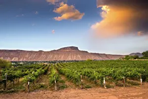 Colorado Prints: USA, Colorado, Mesa County, Town Of Palisade In Western Colorado, Wine Vineyard In