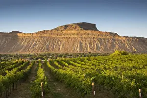 USA, Colorado, Mesa County, Town Of Palisade In Western Colorado, Wine Vineyard In