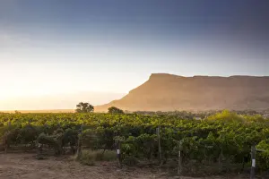 USA, Colorado, Mesa County, Town Of Palisade In Western Colorado, Wine Vineyard In
