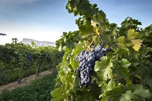 Buttes Prints: USA, Colorado, Mesa County, Town Of Palisade Wine Vineyard, A Bunch Of Ripened Grapes