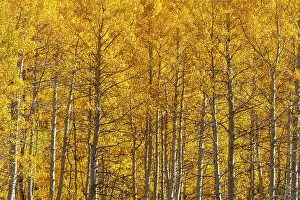 Woodlands Prints: USA, Colorado, Million Dollar Highway between Silverton and Durango, Autumnal Foliage