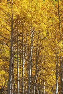 Woodlands Prints: USA, Colorado, Million Dollar Highway between Silverton and Durango, Autumnal Foliage