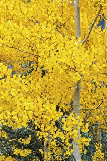 Woodlands Prints: USA, Colorado, Million Dollar Highway between Silverton and Durango, Autumnal Foliage