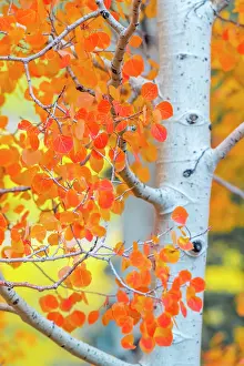 Woodlands Prints: USA, Colorado, Million Dollar Highway between Silverton and Durango, Autumnal Foliage