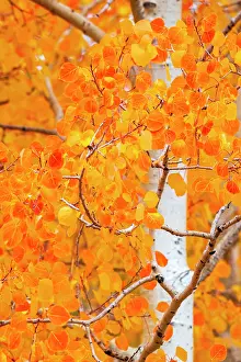Western Usa Prints: USA, Colorado, Million Dollar Highway between Silverton and Durango, Autumnal Foliage