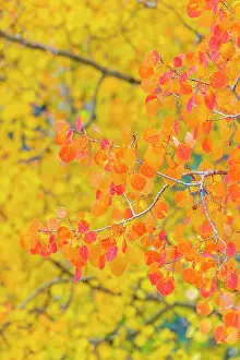 Western Usa Prints: USA, Colorado, Million Dollar Highway between Silverton and Durango, Autumnal Foliage