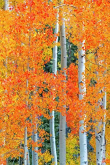 Woodlands Prints: USA, Colorado, Million Dollar Highway between Silverton and Durango, Autumnal Foliage