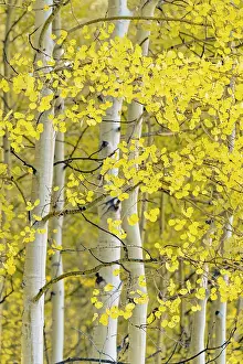Telluride Prints: USA, Colorado, Telluride, Aspen trees