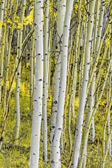 Telluride Prints: USA, Colorado, Telluride, Aspen trees