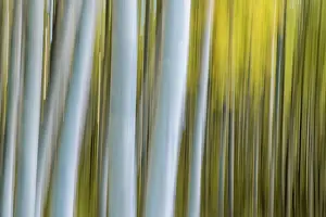Telluride Prints: USA, Colorado, Telluride, Aspen trees