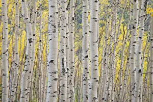 Images Dated 27th January 2023: USA, Colorado, Uncompahgre National Forest, Owl Creek pass, Aspen grove