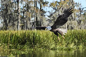 Deep South Prints: USA, Deep South, Louisiana, Atchafalaya Basin, Bald Eagle in flight