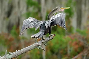 Images Dated 27th January 2023: USA, Deep South, Louisiana, Atchafalaya Basin, Lafayette, Lake Martin, Anhinga anhinga