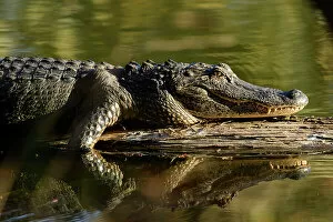 Images Dated 27th January 2023: USA, Deep South, Louisiana, Lafayette, Lake Martin, Alligator mississippiensis