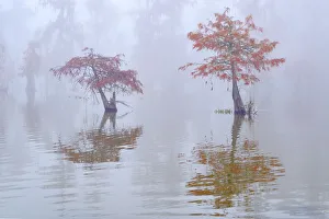 USA; Deep South; Louisiana; St. Martin Parish; Lake Martin; Cypress swamp in autumn