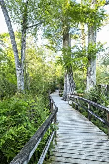 Images Dated 6th April 2021: USA, Florida, Big Cypress Bend Boardwalk, Fakahatchee Strand State Preserve, Everglades