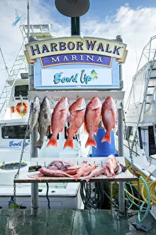 Fish Gallery: USA, Florida, Destin, Destin Harbor Boardwalk, Red Snapper Fish, Fishing Tours, Panhandle