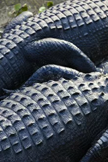 Images Dated 23rd May 2013: USA, Florida, Everglades National Park, Big Cypress, alligator, detail, alligator